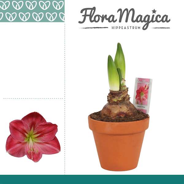 Picture of HIPPEASTRUM SWEET PINK 2FL TERRACOTTA POT