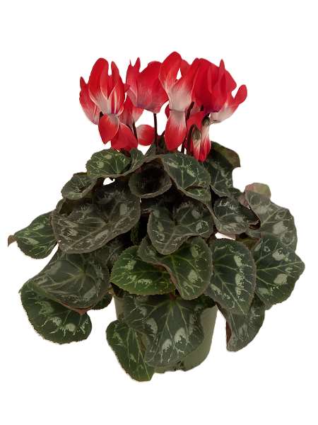 Picture of CYCLAMEN INDIAKA RED
