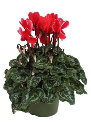 Picture of CYCLAMEN MACRO FUJI RED
