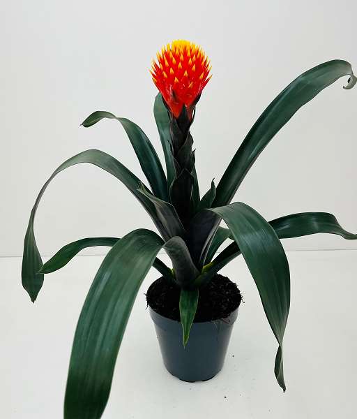 Picture of GUZMANIA CONIFERA