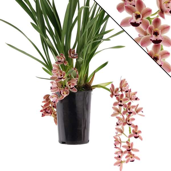 Picture of CYMBIDIUM 03-4 STEM NOVIA