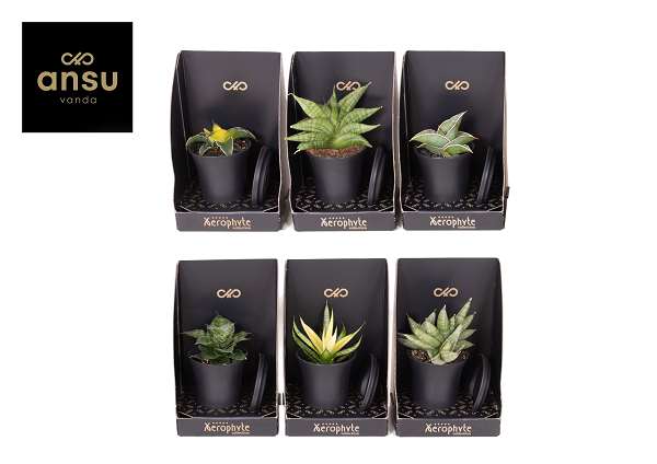 Picture of SANSEVIERIA MIX  XEROPHYTE COLLECTION 