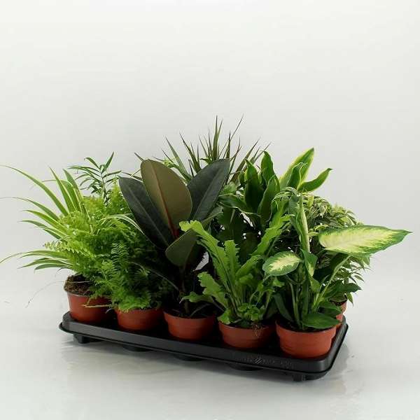 Picture of FOLIAGE MIX IN SHOWBOX