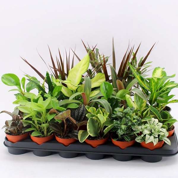 Picture of FOLIAGE MIX IN SHOWBOX