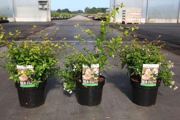 Picture of Abelia grandiflora francis mason