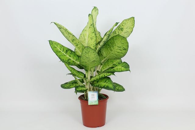 Picture of DIEFFENBACHIA WHITE AMAZON
