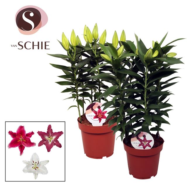 Picture of Lilium oriental 05pp mix