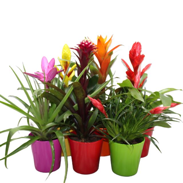 Picture of Bromelia mix in ceramic