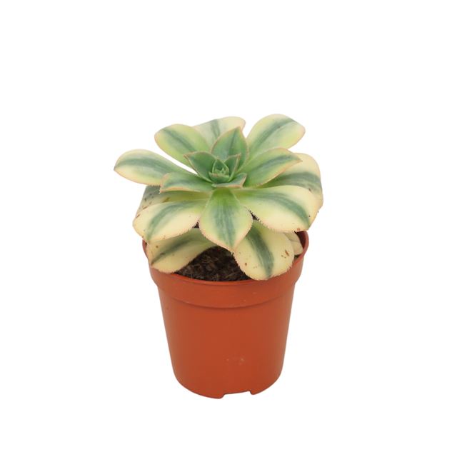 Picture of Aeonium kiwi