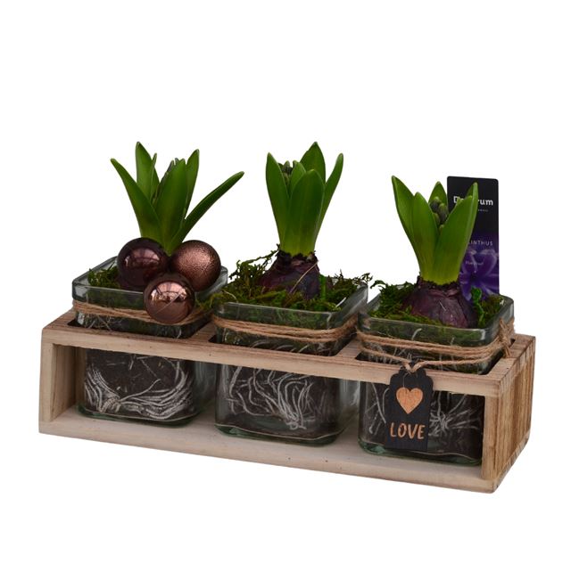 Picture of HYACINTHUS 03BULBS WOOD+GLASS TRIO