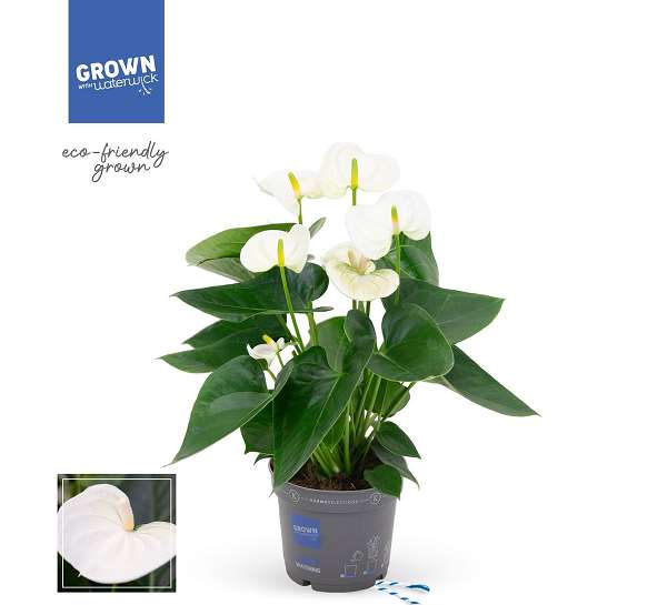 Picture of ANTHURIUM ANDREANUM GRANDI FLORA WHITE