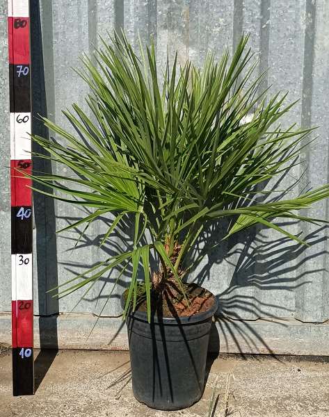 Picture of CHAMAEROPS HUMILIS 20CM