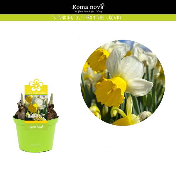 Picture of NARCISSUS PRE PARTY 