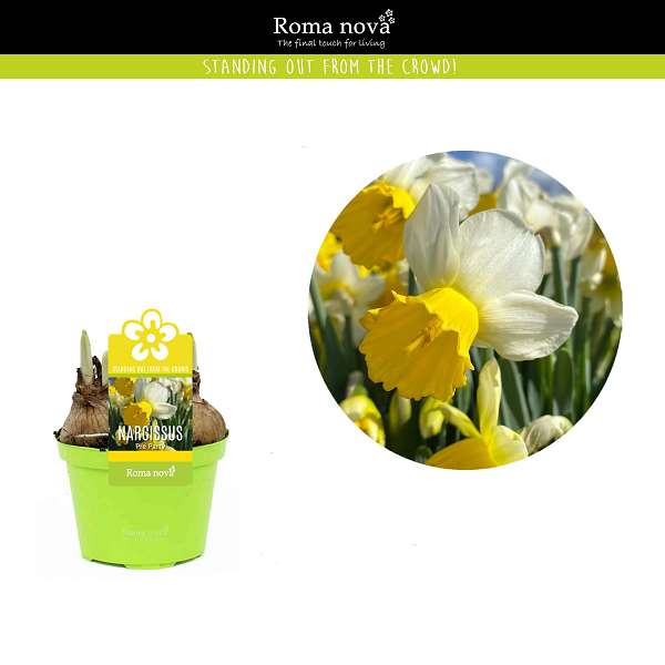 Picture of NARCISSUS PRE PARTY 