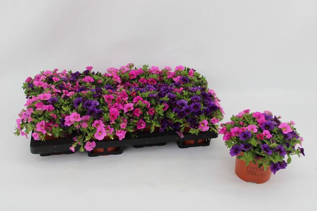 Picture of Calibrachoa tricolor spirit