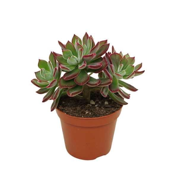 Picture of Echeveria pulvinata  devotion