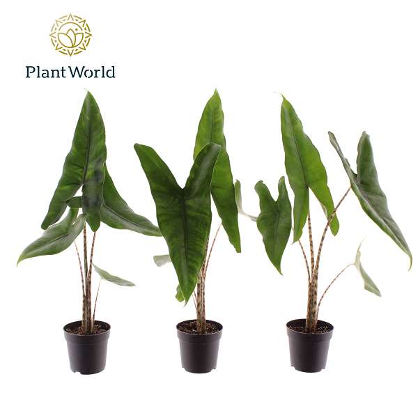 Picture of Alocasia zebrina