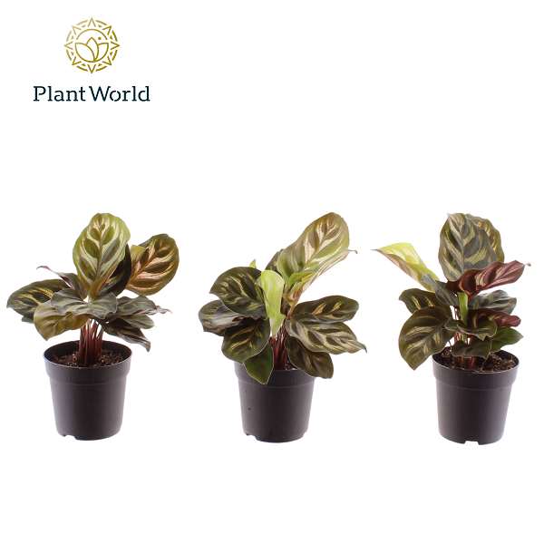 Picture of Calathea makoyana