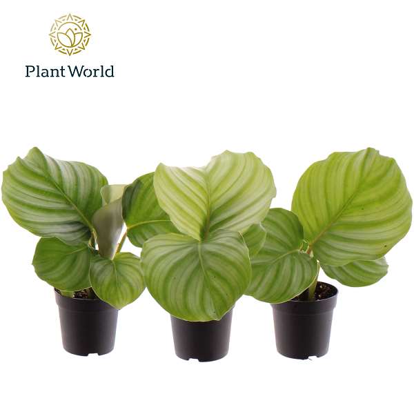 Picture of Calathea orbifolia