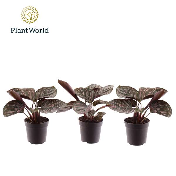 Picture of Calathea ornata