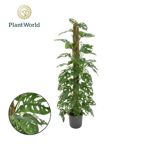 Picture of Monstera obliqua monkey leaf moss pole