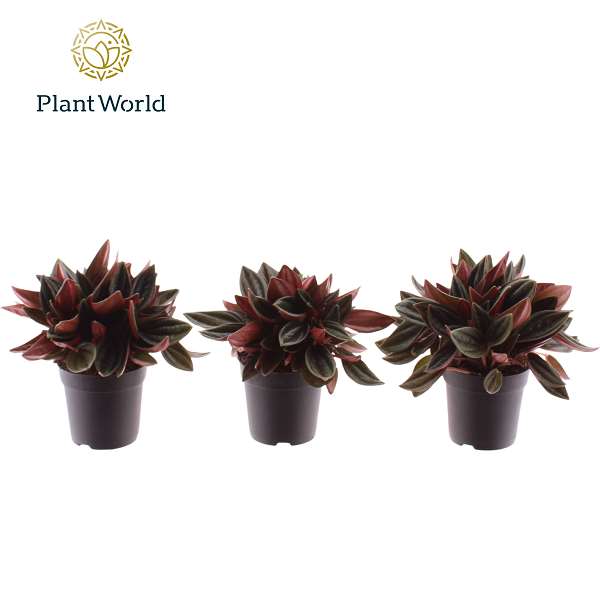 Picture of Peperomia rosso