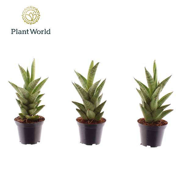 Picture of Sansevieria cylindrica starshooter