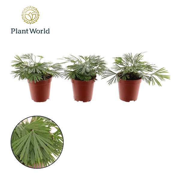 Picture of Actiniopteris australis