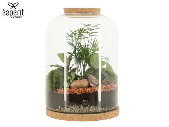 Picture of Terrarium