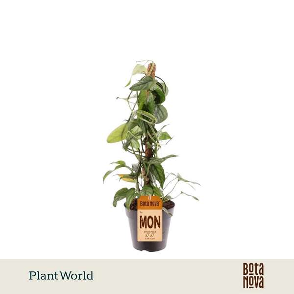 Picture of Monstera siltepecana mosspole