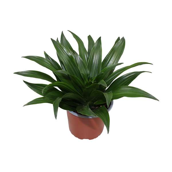 Picture of Dracaena fragrans compacta