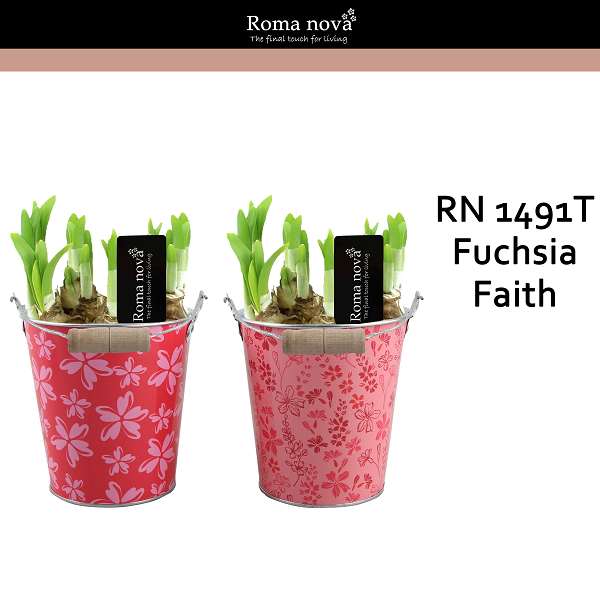 Picture of Narcissus zinc fuchsia faith