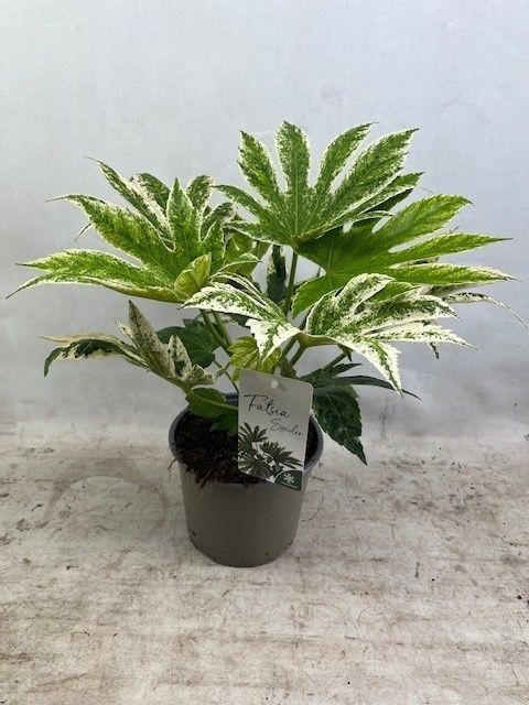 Picture of Fatsia japonica spider web