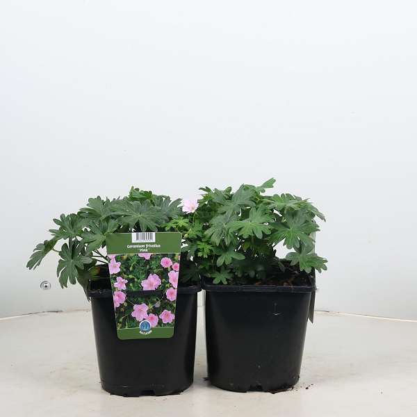 Picture of Geranium frivolius pink