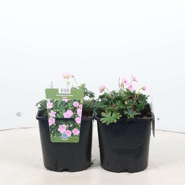 Picture of Geranium frivolius pink