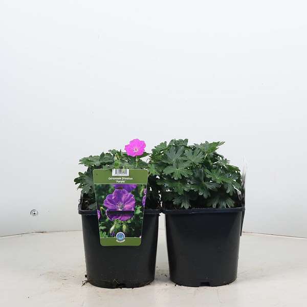 Picture of Geranium frivolius purple