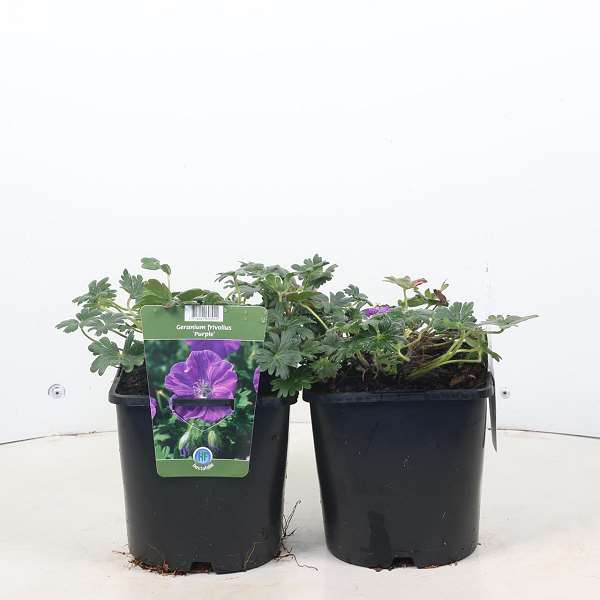 Picture of Geranium frivolius purple