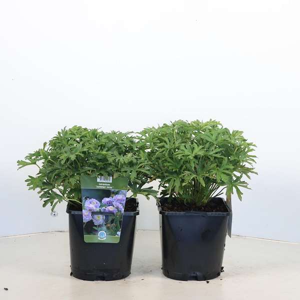 Picture of Geranium summer skies