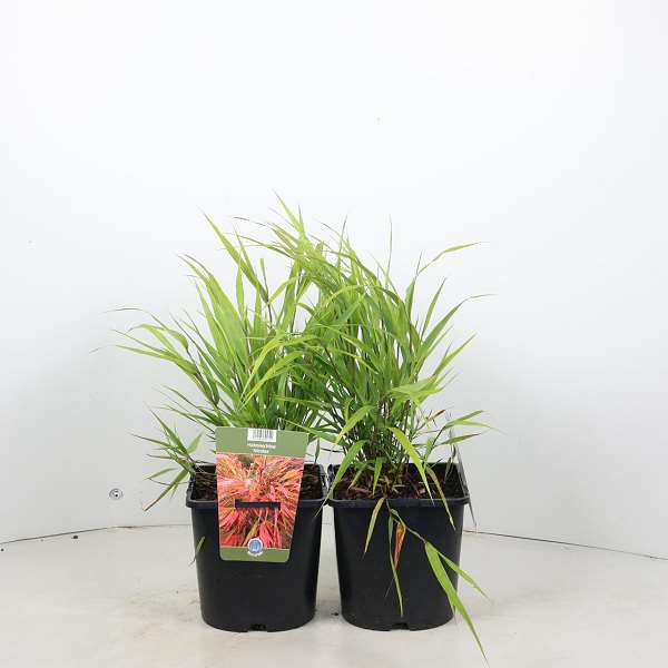 Picture of Hakonechloa macra nicolas