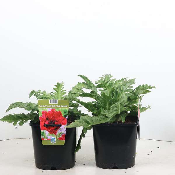Picture of Papaver red rumble