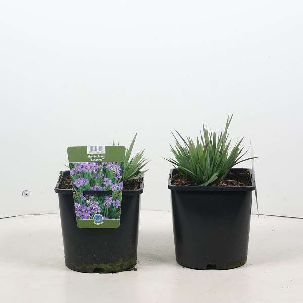 Picture of Sisyrinchium lucerne