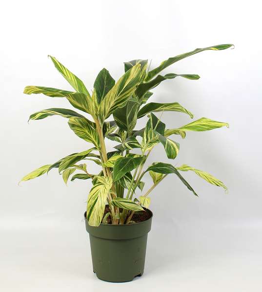 Picture of Alpinia zerumbet variegata
