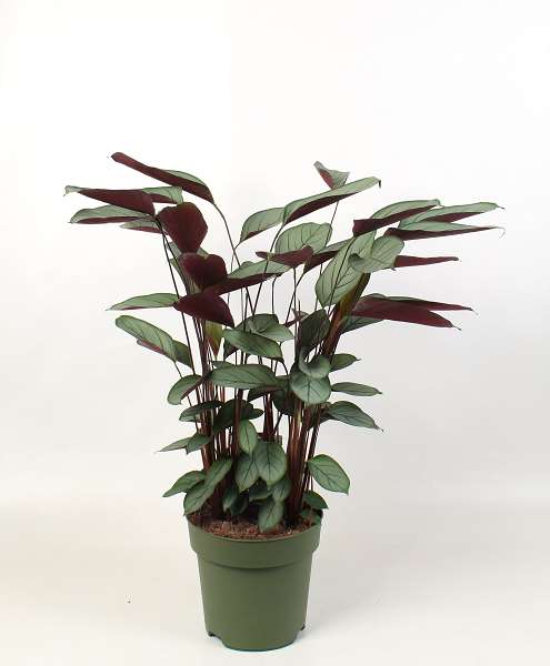 Picture of Ctenanthe setosa compactstar