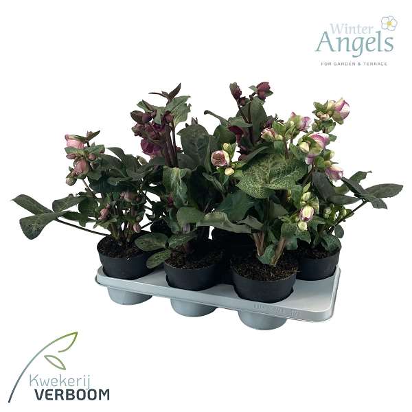 Picture of Helleborus frostkiss mix