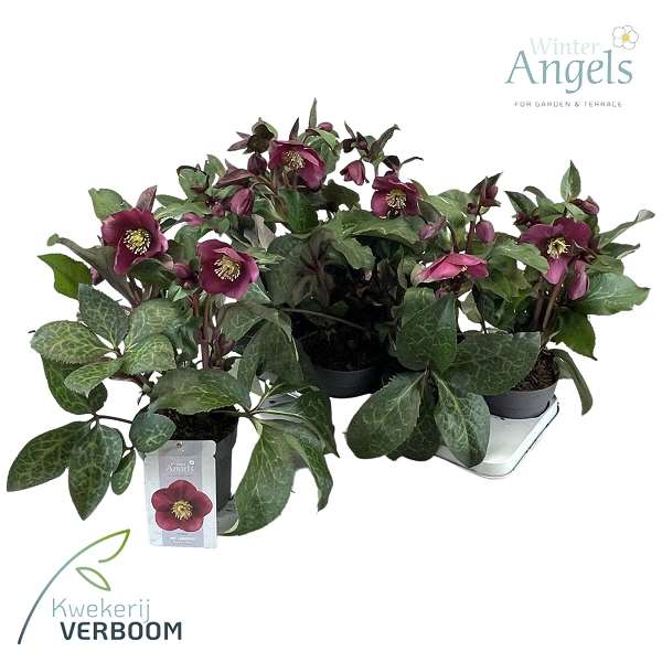 Picture of Helleborus frostkiss rhythm pink