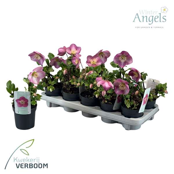 Picture of Helleborus verboom sifra