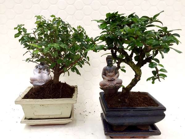 Picture of BONSAI MIX D12 IN CERAMIC
