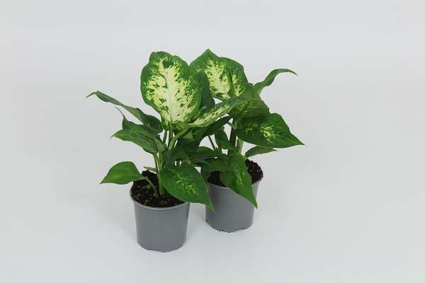Picture of Dieffenbachia compacta