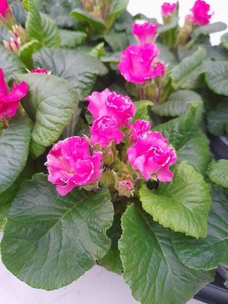Picture of Primula acaulis double rose shades
