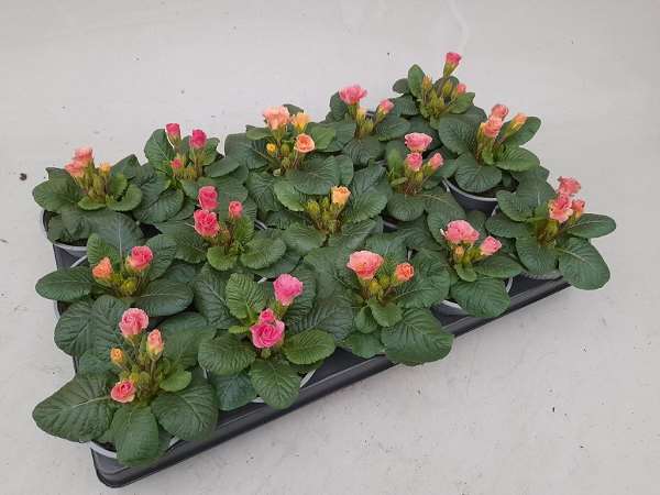 Picture of Primula acaulis double tutti frutti